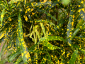 Croton