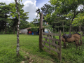 Community Living